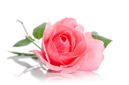 红玫瑰是表达你感情的一朵奇葩美丽的单朵粉红色的玫瑰花下躺在白色的