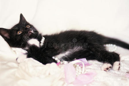 可爱的黑色小猫，有珍珠和玫瑰花瓣
