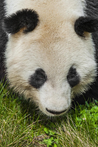 饥饿的大熊猫吃竹子