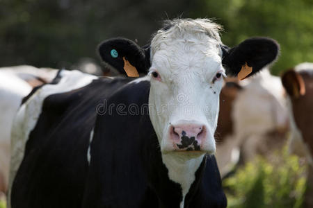 田野里的黑白奶牛