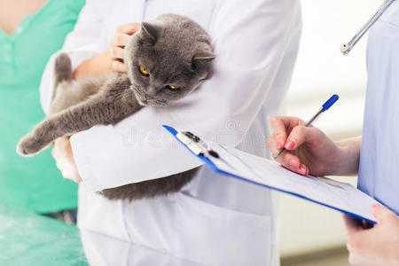 在诊所用猫和剪贴板关闭兽医