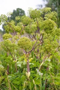 白芷花欧白芷照片