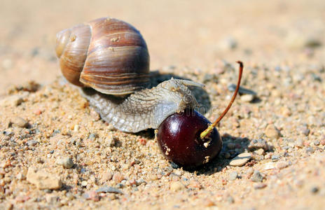海蜗牛的房子石头上的蜗牛照片