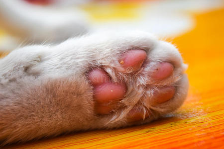 白底动物爪猫剪影爪子宠物狼爪爪矢量熊足迹爪子猫爪子指纹印象爪的
