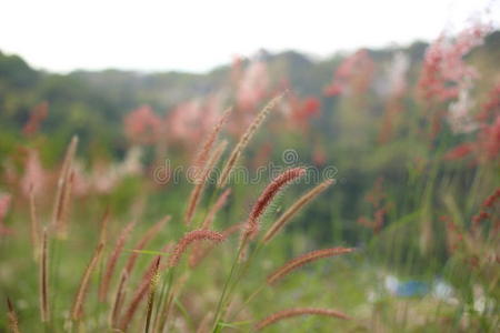 植物 领域 幻想 粉红色 模糊 早晨 草地 季节 点燃 漂亮的