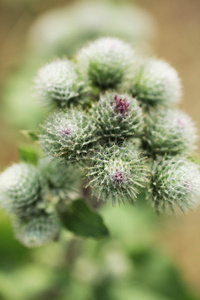 牛蒡或牛蒡野生开花植物