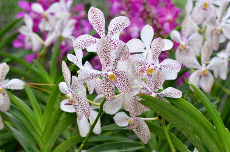 新加坡植物园一株美丽的兰花的特写