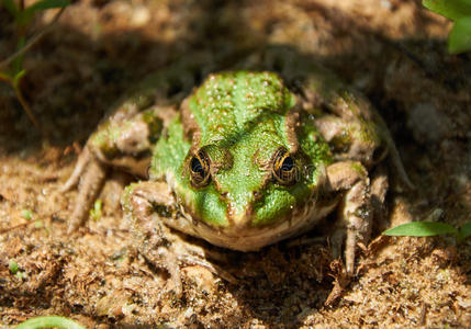 沙子上的绿色池塘青蛙