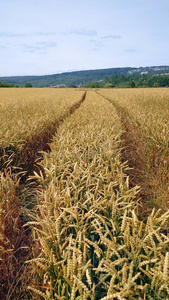 粮食 耳朵 玉米 面包 牧场 车道 风景 农业 自然 农田