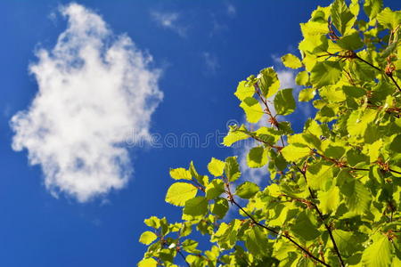 植物 植物学 生活 新的 春天 公园 森林 分支 花园 树叶