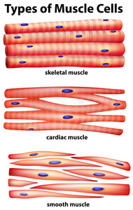 显示肌肉细胞类型的图表