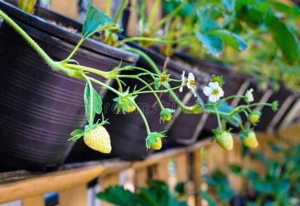 花园 植物 食物 园艺 浆果 分支 花的 自然 农场 植物区系