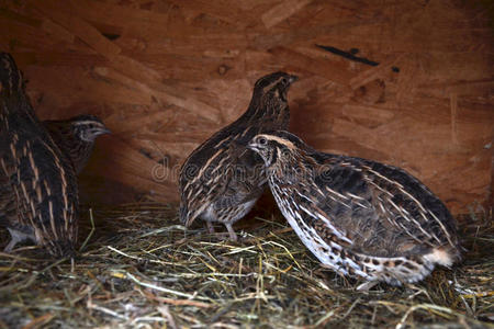 一群小日本鹌鹑在一只木笼子里照片