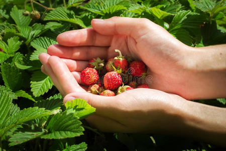 农民采摘草莓图片