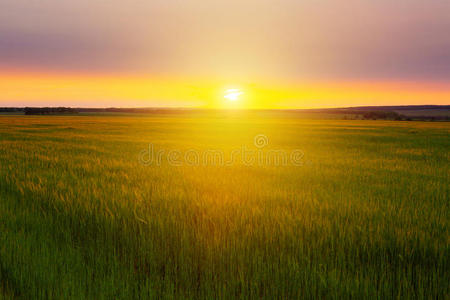 麦田上的夕阳。