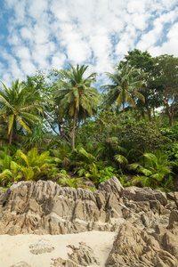 热的 海湾 求助 自然 海洋 风景 椰子 海岸 棕榈 泻湖
