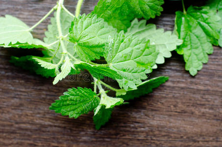 新鲜艾草枝,-天然草药止血,抗过敏,消炎照片