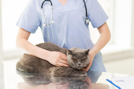在诊所用听诊器和猫关闭兽医