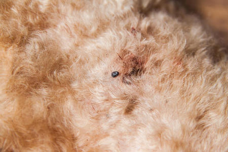 皮肤螨虫感染狗皮毛皮肤的螨和跳蚤的特写照片