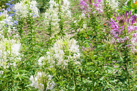 深红色抗没药花照片