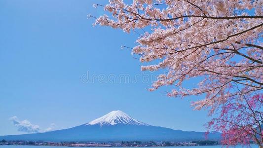 樱花和富士山，从日本山梨县的Kawaguchiko湖观看