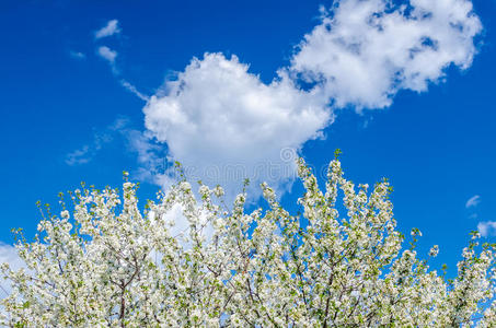 白色的花枝樱花在蓝天上绽放