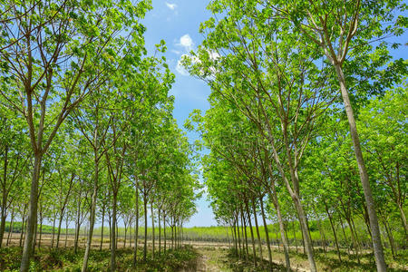 乳胶 植物 种植园 作物 行业 风景 亚洲 分支 天空 郁郁葱葱