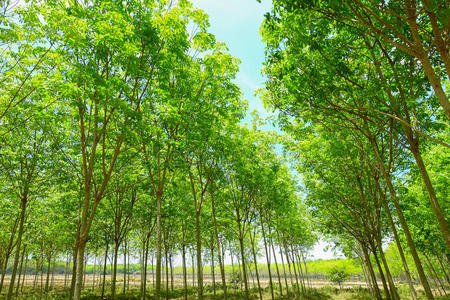 自然 生长 行业 场景 森林 环境 亚洲 灌木 来源 天空