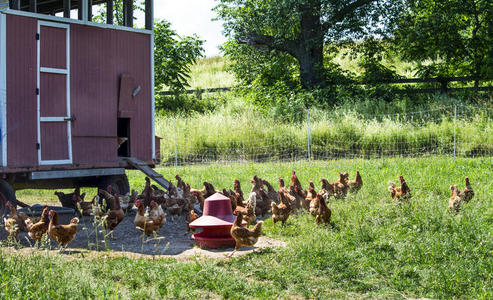可自由自由范围鸡和可移动的鸡舍照片