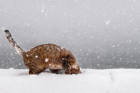 猫在雪地里玩