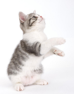 小猫 斑猫 基蒂 站立 动物 宠物 肖像 毛皮 哺乳动物