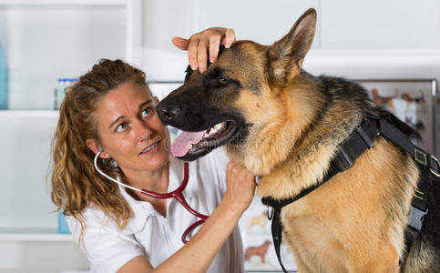 诊所 人类 铺设 在室内 职业 医疗保健 美丽的 犬科动物
