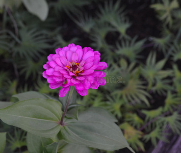 盛开的紫色黄线虫花。