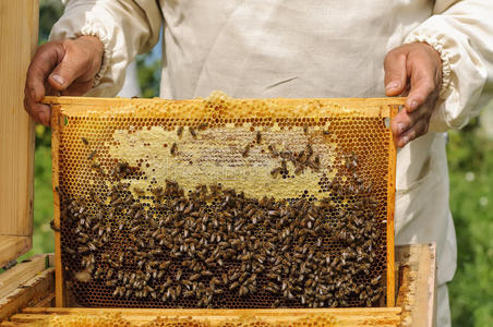 养蜂人用蜜蜂抱着蜂巢的框架