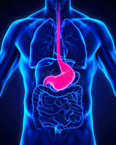 人体胃解剖学人体健康和不健康胃的解剖治疗男性疾病卡片 空的 贲门失