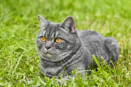 宠物 猫科动物 动物 可爱极了 美丽的 小猫 基蒂 纯种