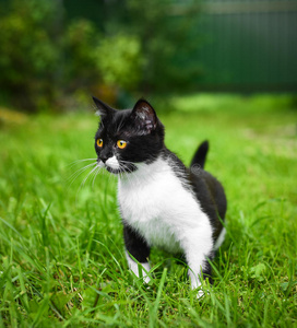 毛茸茸的 肖像 基蒂 猫科动物 动物 可爱极了 漂亮的 哺乳动物