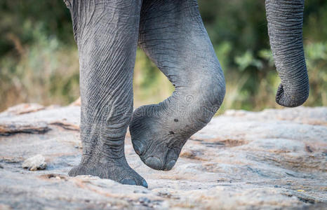 克鲁格国家公园里的大象脚和树干。