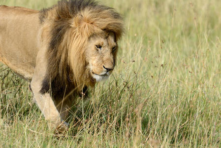 南非公园里的非洲狮