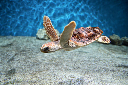 小海龟照片