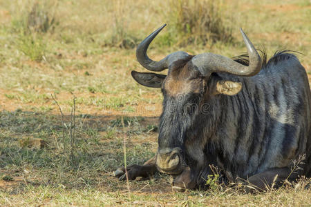 塞伦盖蒂 伟大的 肯尼亚 哺乳动物 公园 自然 喇叭 迁移