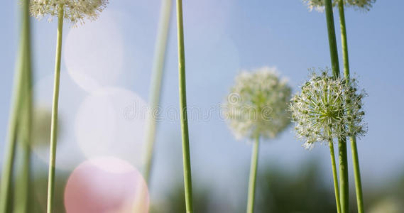 蜜蜂 草本植物 大蒜 韭菜 自然 花蜜 美女 蜂蜜 粉红色