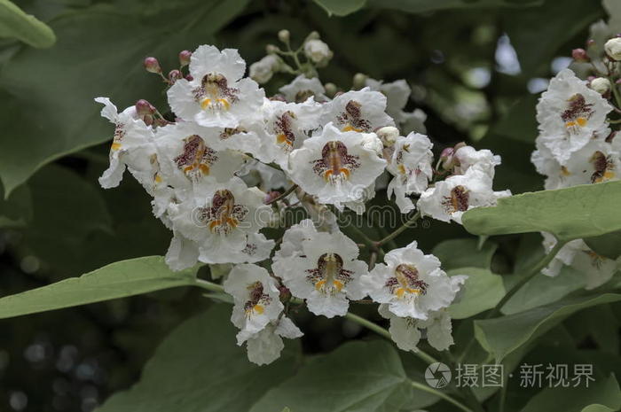 关闭印度豆树花或梓树照片 正版商用图片1z29yk 摄图新视界