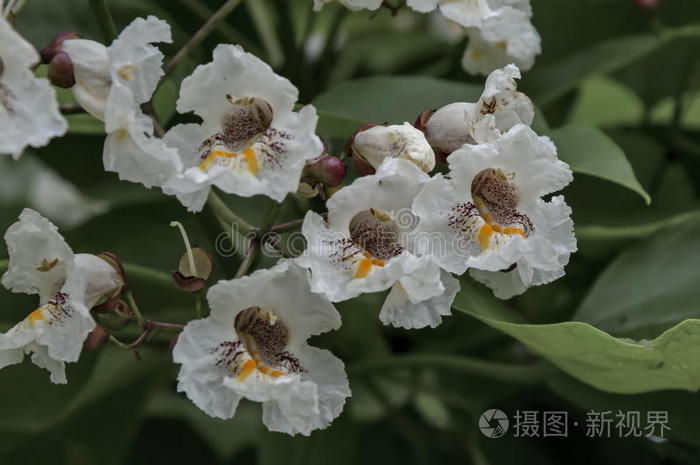 关闭印度豆树花或梓树照片 正版商用图片1z2a6b 摄图新视界