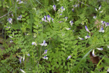 自然 野豌豆 阿卡马斯 维西亚 风景 野花 豆科 卷须 植物