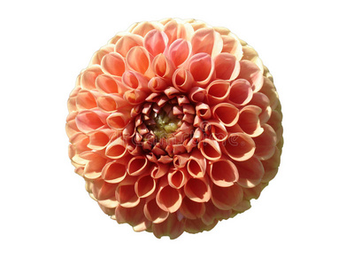 snoho大丽花桃红色球花"诺霍多利斯"分离在白色照片