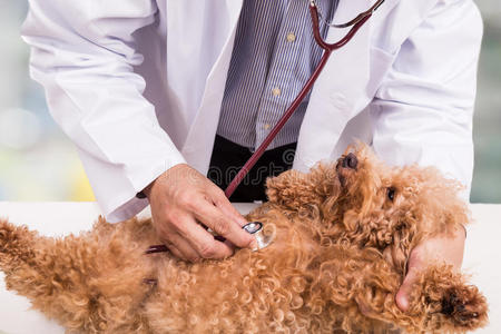 医学 健康 宠物 听诊器 医生 职业 动物 贵宾犬 医院