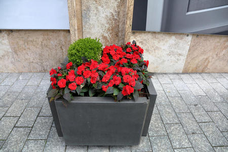花坛 季节 颜色 街道 植物区系 城市 花园 植物 自然