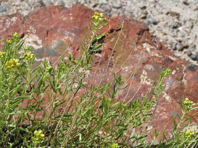 植物 开花 木材 颜色 灌木 沙漠 天空 岩石 自然