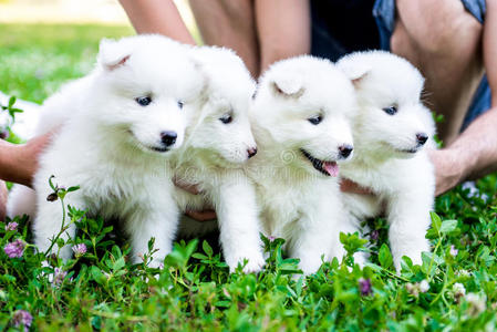 夏天户外有四只毛茸茸的小狗照片